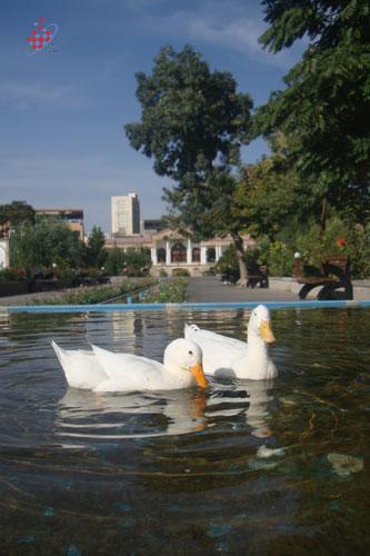 اردک ها در حوض خانه امیر نظام گروسی- Kaveh Vahidi Azar - Tabriz - Amir Nezam Garoosi House 